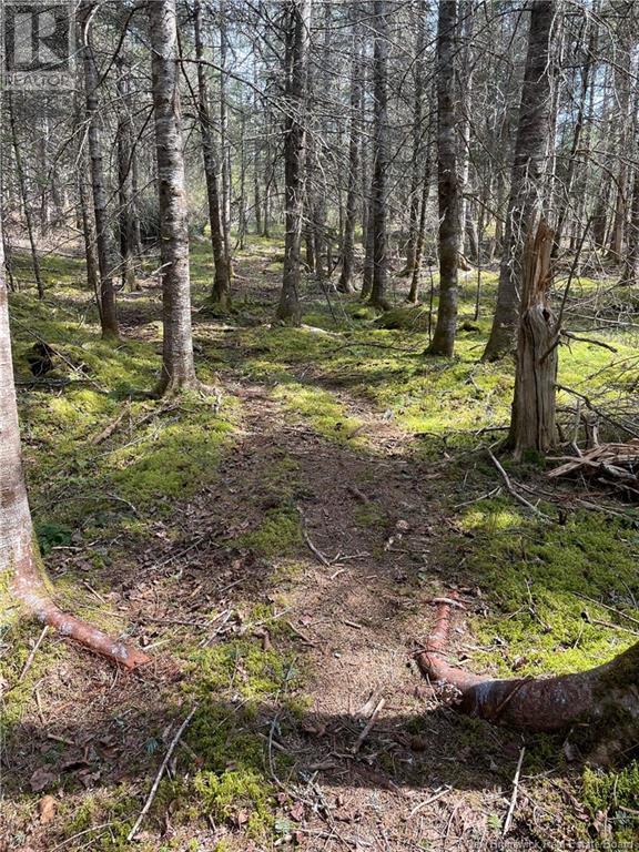South Street, St George, New Brunswick  E5C 3R1 - Photo 10 - NB117912