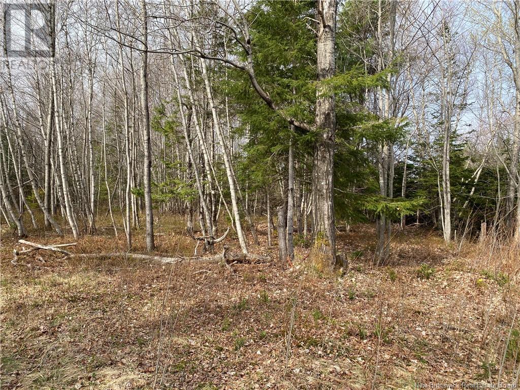 Lot Route 505, Richibouctou-Village, New Brunswick  E4W 1R6 - Photo 12 - NB118153