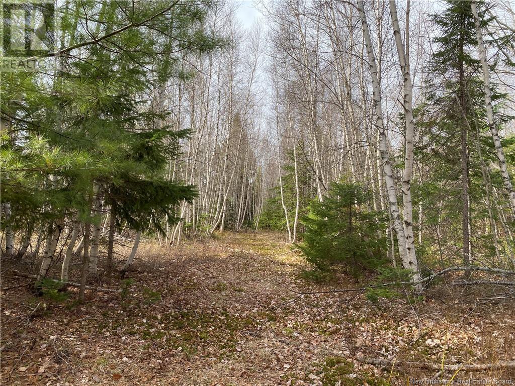 Lot Route 505, Richibouctou-Village, New Brunswick  E4W 1R6 - Photo 14 - NB118153
