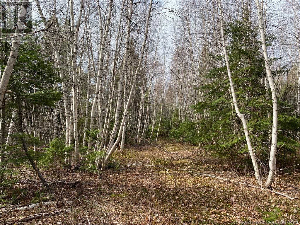 Lot Route 505, Richibouctou-Village, New Brunswick  E4W 1R6 - Photo 15 - NB118153
