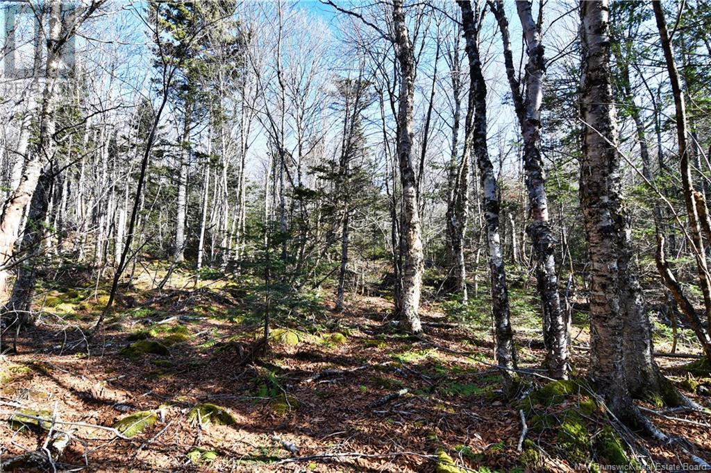 88-101 To 88-104 Bunker Hill, Wilsons Beach, New Brunswick  E5E 1Z3 - Photo 10 - NB114785