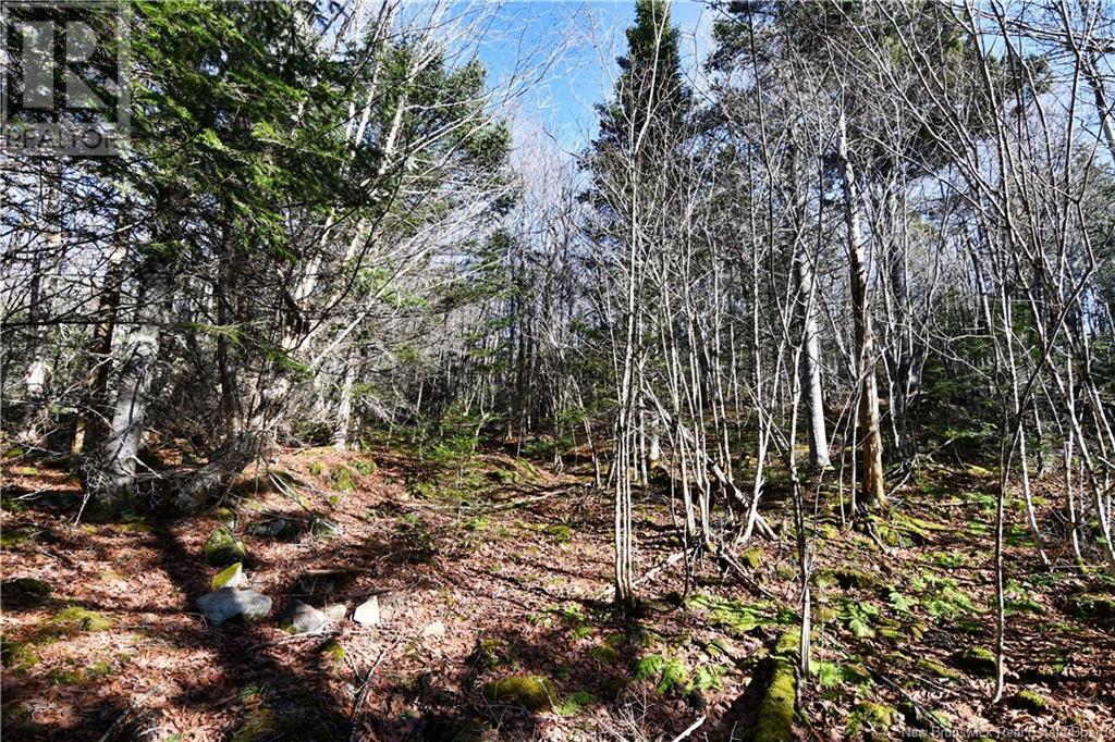 88-101 To 88-104 Bunker Hill, Wilsons Beach, New Brunswick  E5E 1Z3 - Photo 11 - NB114785