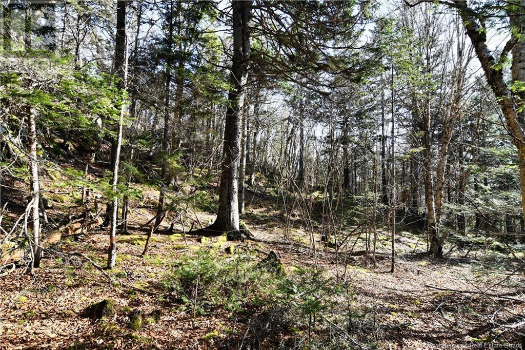 88-101 To 88-104 Bunker Hill, Wilsons Beach, New Brunswick  E5E 1Z3 - Photo 12 - NB114785
