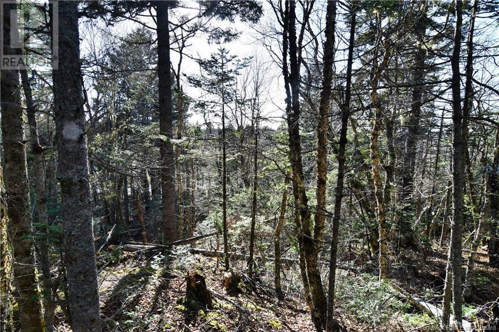 88-101 To 88-104 Bunker Hill, Wilsons Beach, New Brunswick  E5E 1Z3 - Photo 14 - NB114785