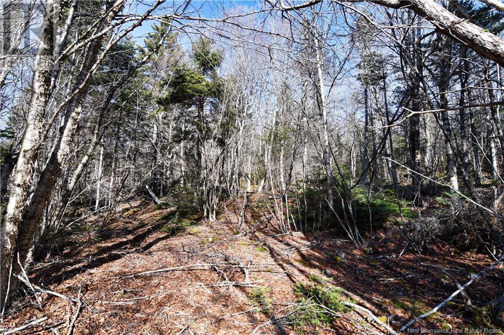 88-101 To 88-104 Bunker Hill, Wilsons Beach, New Brunswick  E5E 1Z3 - Photo 9 - NB114785