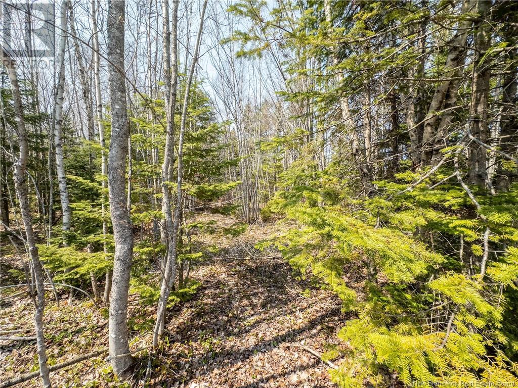 1387 Bells Mills Road, Richibouctou-Village, New Brunswick  E4W 5N9 - Photo 28 - NB118548