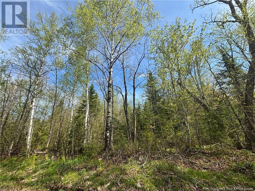 Lot 02-1 Route 540, Maxwell, New Brunswick  E7N 2M3 - Photo 4 - NB119036
