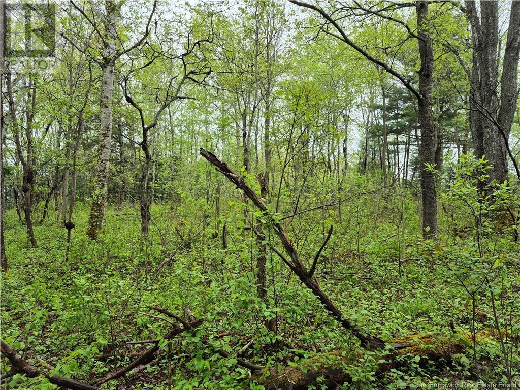 Lot 3 Rte 617, Burtts Corner, New Brunswick  E6L 2S2 - Photo 10 - NB119281