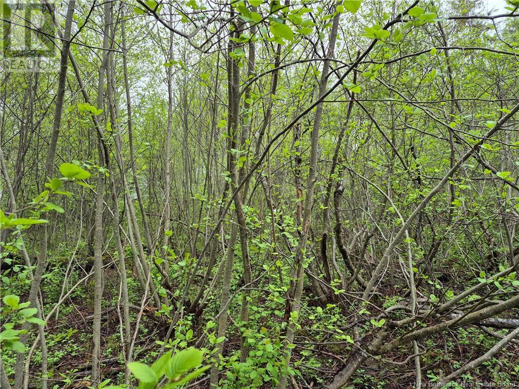 Lot 3 Rte 617, Burtts Corner, New Brunswick  E6L 2S2 - Photo 11 - NB119281