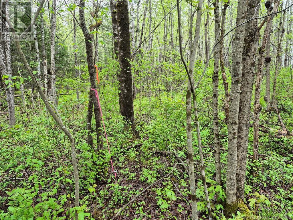 Lot 3 Rte 617, Burtts Corner, New Brunswick  E6L 2S2 - Photo 14 - NB119281