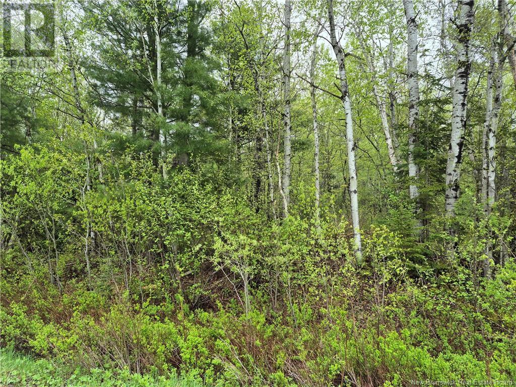 Lot 3 Rte 617, Burtts Corner, New Brunswick  E6L 2S2 - Photo 6 - NB119281