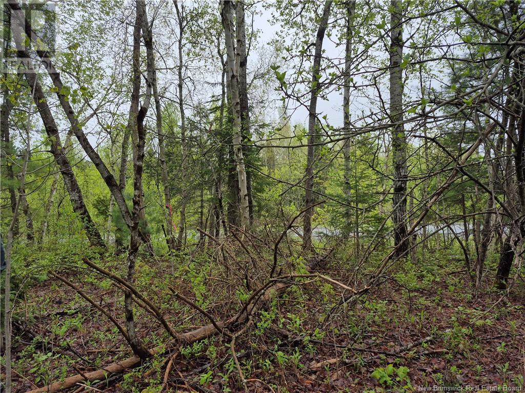 Lot 3 Rte 617, Burtts Corner, New Brunswick  E6L 2S2 - Photo 7 - NB119281