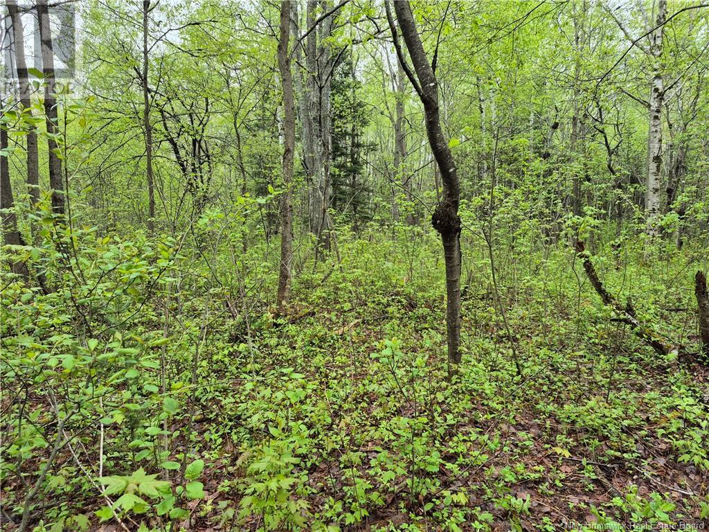 Lot 3 Rte 617, Burtts Corner, New Brunswick  E6L 2S2 - Photo 9 - NB119281