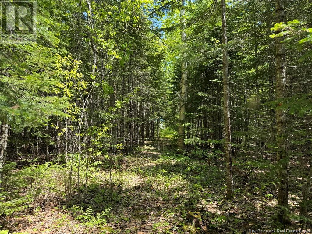Lot With 2 Camps Hunters Home Lane, Hunters Home, New Brunswick  E4C 3J6 - Photo 42 - NB119972