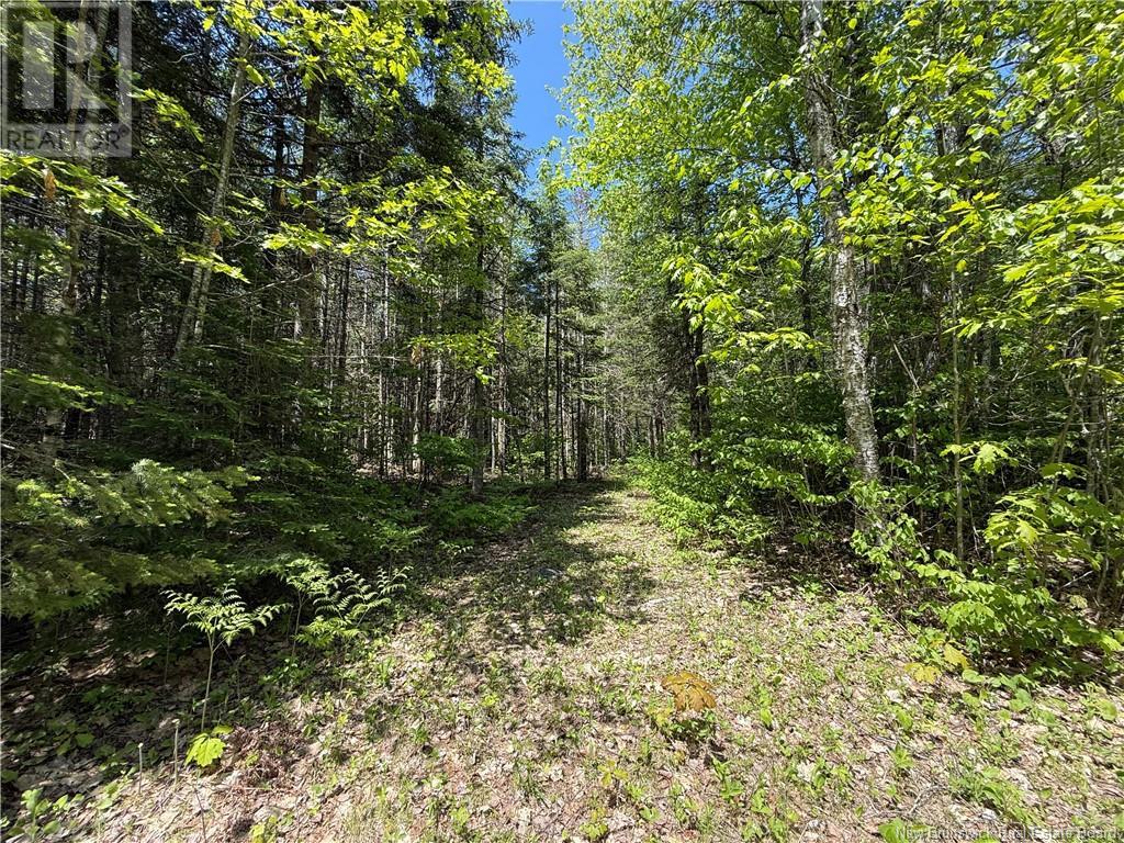 Lot With 2 Camps Hunters Home Lane, Hunters Home, New Brunswick  E4C 3J6 - Photo 43 - NB119972