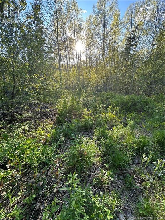 Highfield Road, Pearsonville, New Brunswick  E5P 1T2 - Photo 2 - NB120198