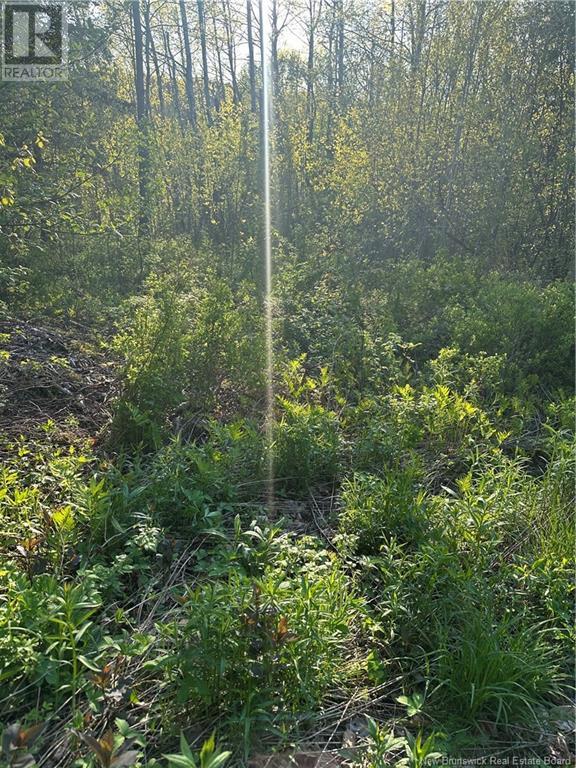 Highfield Road, Pearsonville, New Brunswick  E5P 1T2 - Photo 3 - NB120198