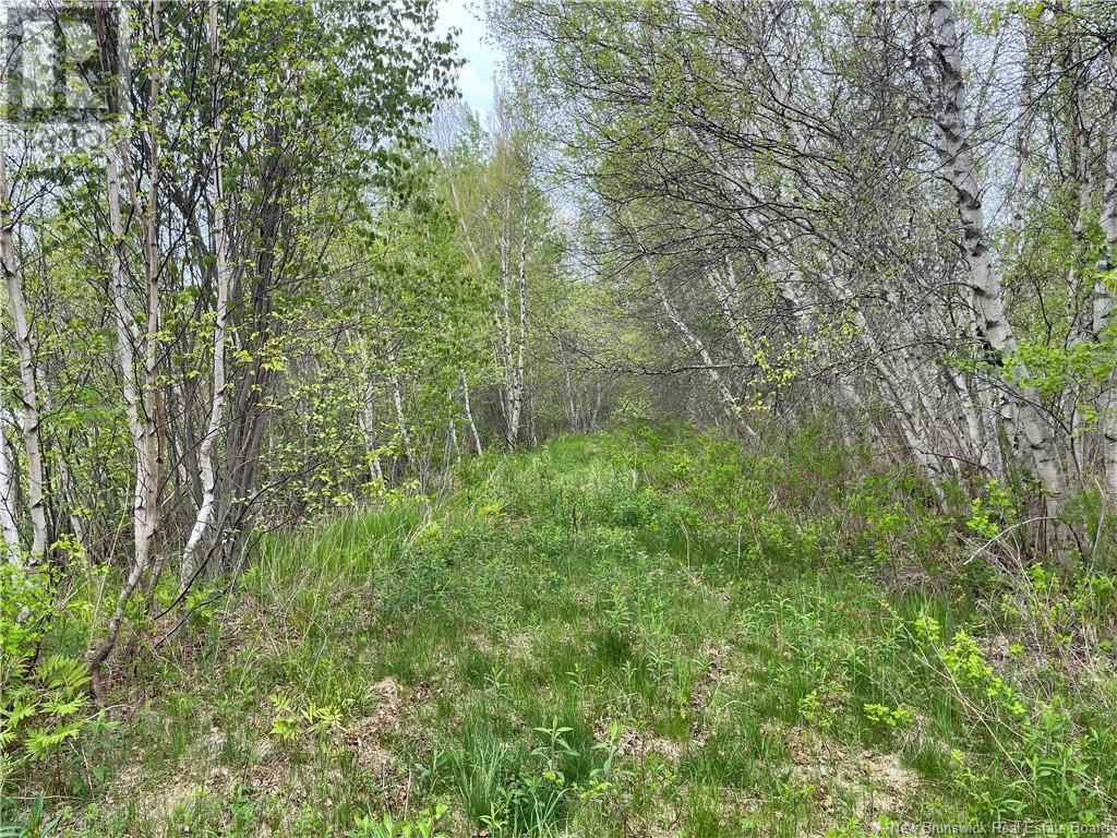Lot Doiron, Grande-Digue, New Brunswick  E4R 4G1 - Photo 3 - NB120601