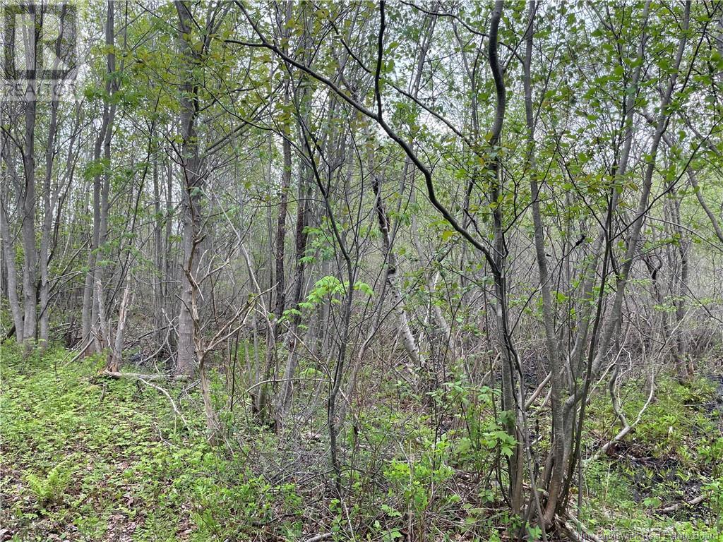 Lot Doiron, Grande-Digue, New Brunswick  E4R 4G1 - Photo 4 - NB120601