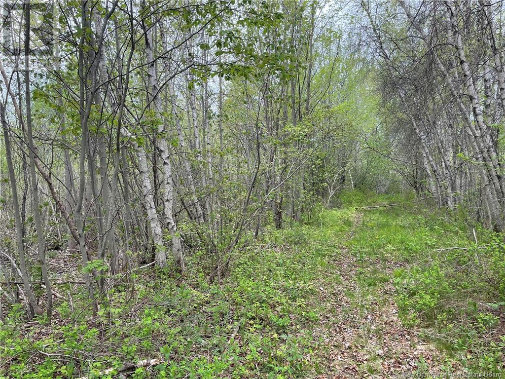 Lot Doiron, Grande-Digue, New Brunswick  E4R 4G1 - Photo 5 - NB120601