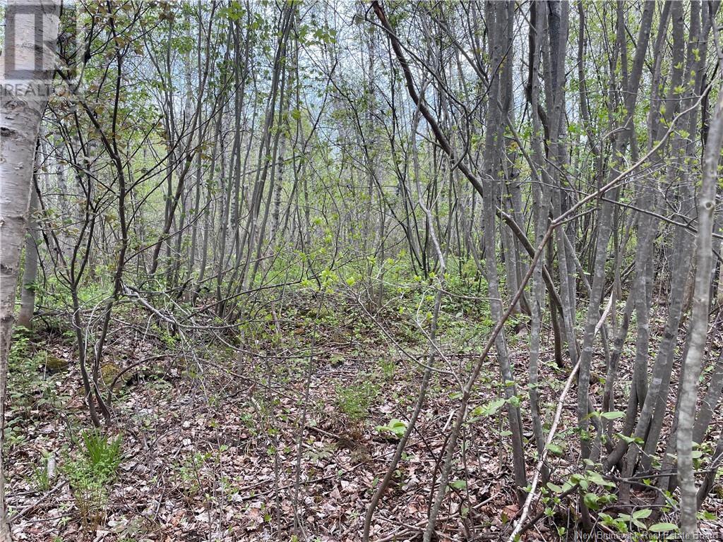 Lot Doiron, Grande-Digue, New Brunswick  E4R 4G1 - Photo 6 - NB120601