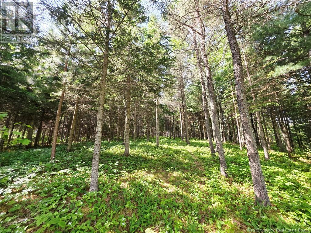 992 Prosser Brook Road, Prosser Brook, New Brunswick  E4Z 2G2 - Photo 18 - NB120648