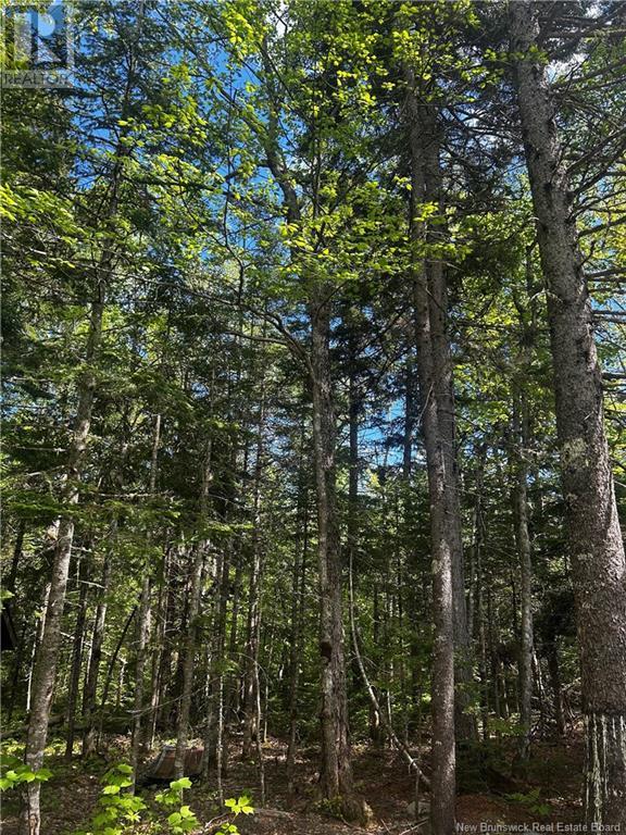 Rte 10, Kierstead Mountain, New Brunswick  E5P 1T8 - Photo 10 - NB120863
