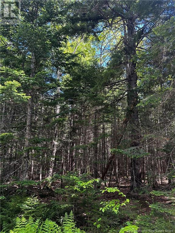 Rte 10, Kierstead Mountain, New Brunswick  E5P 1T8 - Photo 2 - NB120863
