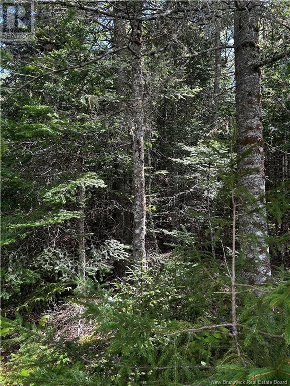 Rte 10, Kierstead Mountain, New Brunswick  E5P 1T8 - Photo 3 - NB120863