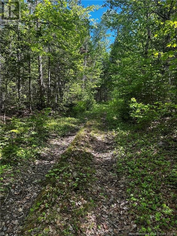 Rte 10, Kierstead Mountain, New Brunswick  E5P 1T8 - Photo 4 - NB120863