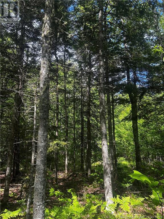 Rte 10, Kierstead Mountain, New Brunswick  E5P 1T8 - Photo 6 - NB120863