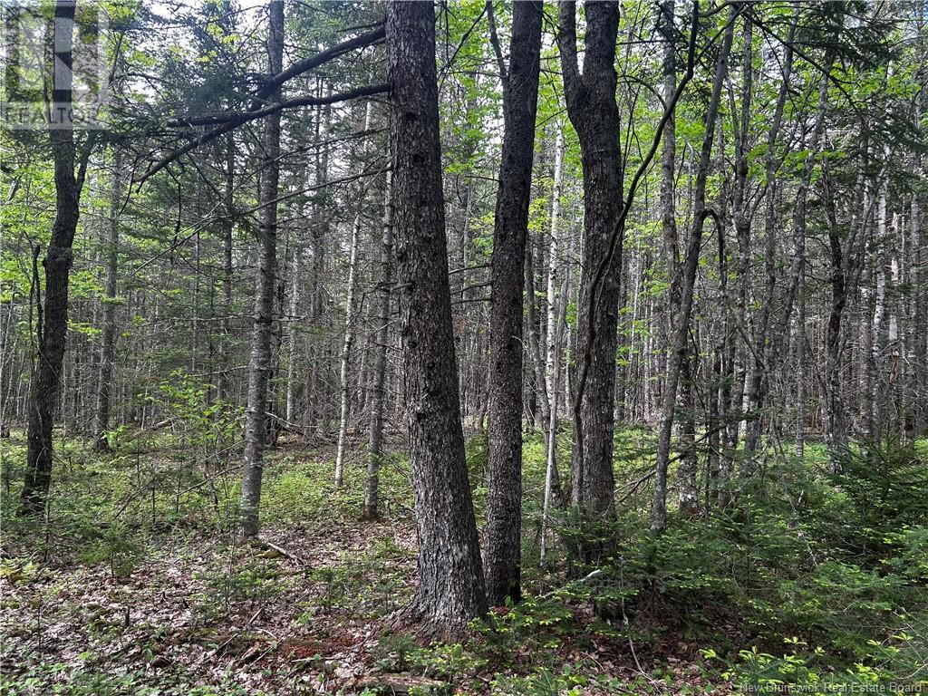 Rte 10, Kierstead Mountain, New Brunswick  E5P 1T8 - Photo 7 - NB120863