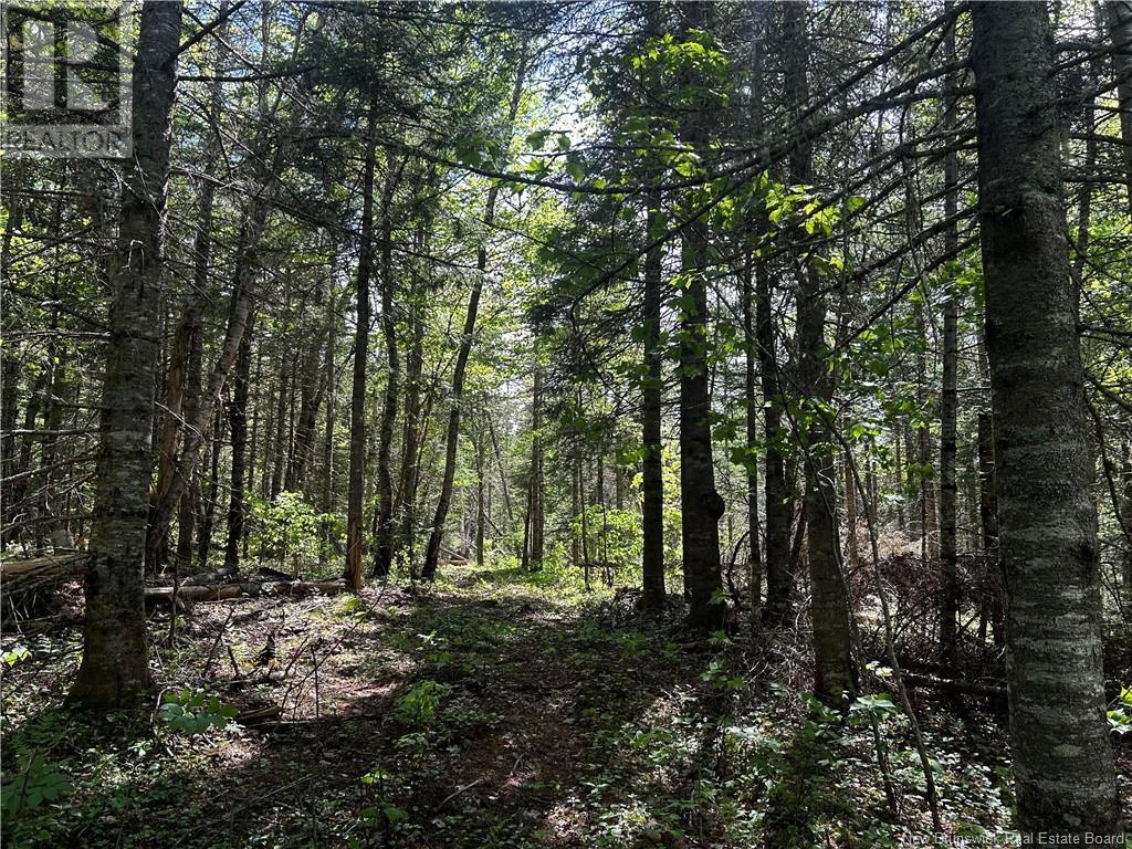 Rte 10, Kierstead Mountain, New Brunswick  E5P 1T8 - Photo 8 - NB120863