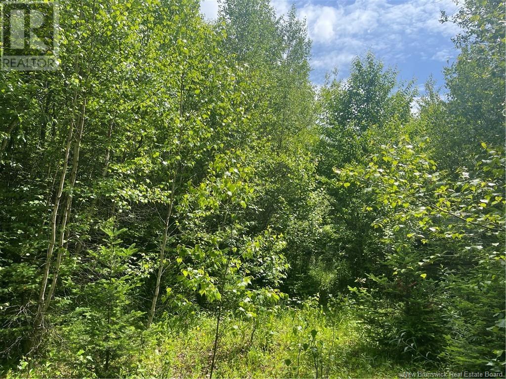 Dagnino Road, Snider Mountain, New Brunswick  E5P 1J8 - Photo 2 - NB121132