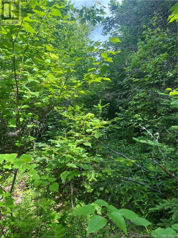 Dagnino Road, Snider Mountain, New Brunswick  E5P 1J8 - Photo 3 - NB121132