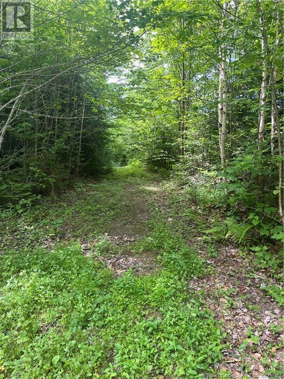 Dagnino Road, Snider Mountain, New Brunswick  E5P 1J8 - Photo 4 - NB121132