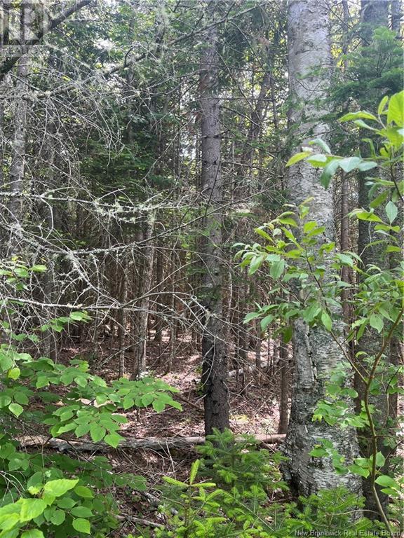 Dagnino Road, Snider Mountain, New Brunswick  E5P 1J8 - Photo 6 - NB121132