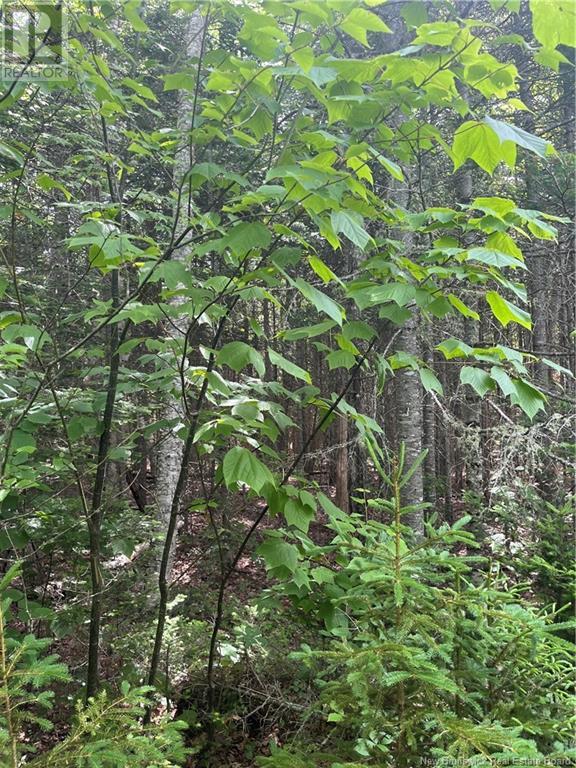 Dagnino Road, Snider Mountain, New Brunswick  E5P 1J8 - Photo 7 - NB121132