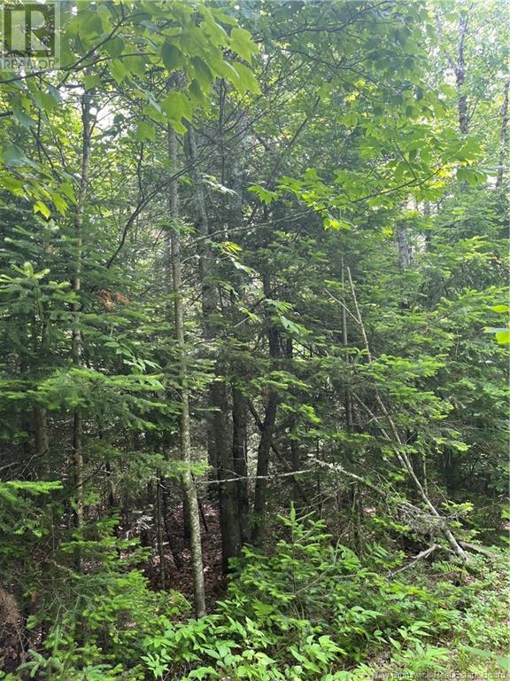 Dagnino Road, Snider Mountain, New Brunswick  E5P 1J8 - Photo 8 - NB121132