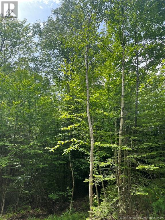 Dagnino Road, Snider Mountain, New Brunswick  E5P 1J8 - Photo 9 - NB121132