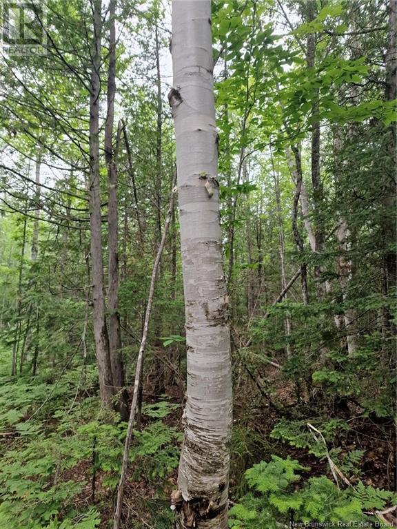 50.3 Acres Centenaire Street, Lorne, New Brunswick  E8G 1G3 - Photo 8 - NB121628