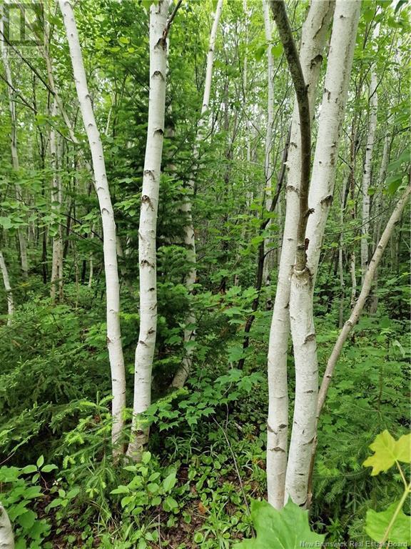 50.3 Acres Centenaire Street, Lorne, New Brunswick  E8G 1G3 - Photo 9 - NB121628