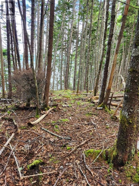 Route 790, Dipper Harbour, New Brunswick  E5J 1X9 - Photo 9 - NB122053