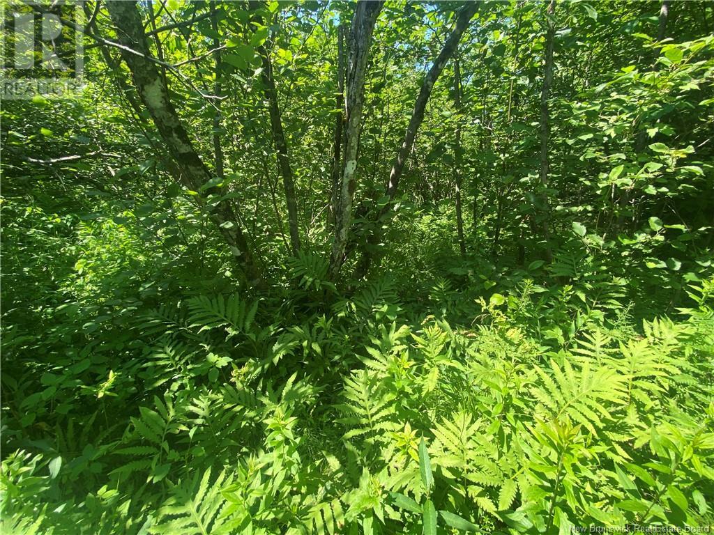 Lot 1-2025 Scotch Lake Road, Scotch Lake, New Brunswick  E6L 1K6 - Photo 8 - NB122753