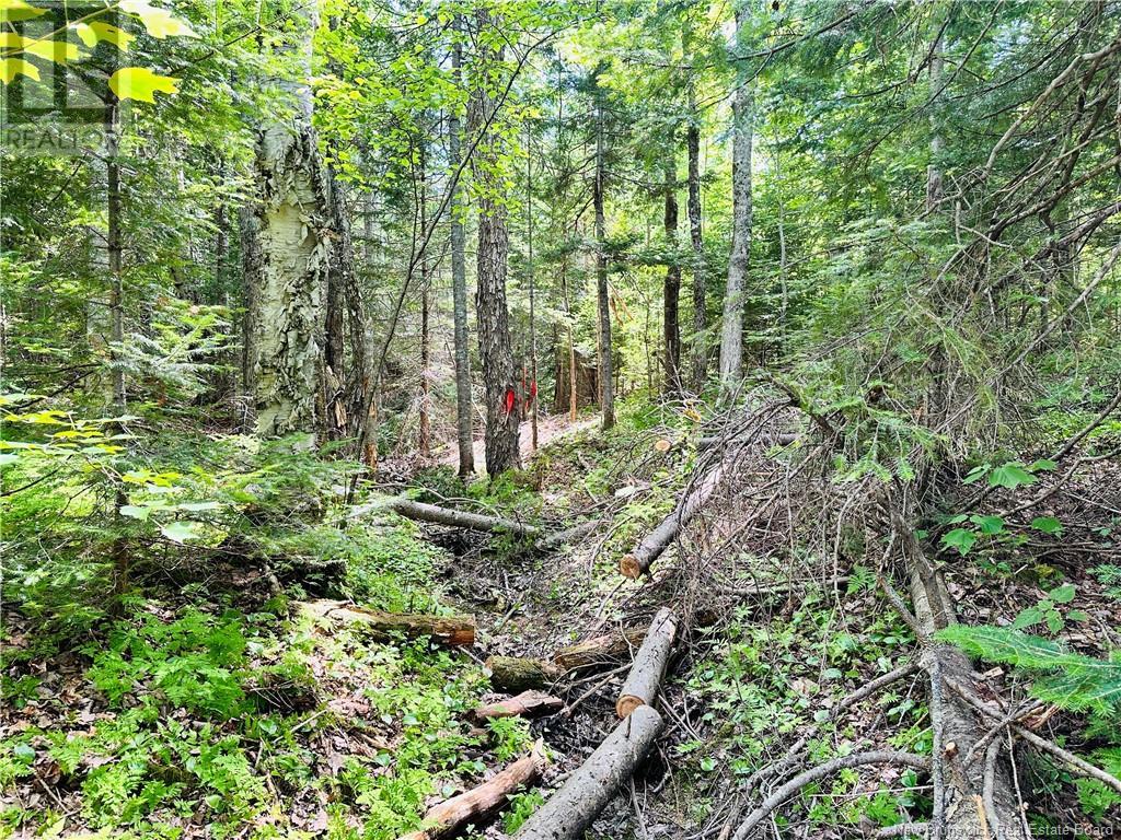 11.94 Acres Bay Du Vin River Road, Bay Du Vin, New Brunswick  E1N 5P4 - Photo 5 - NB122811