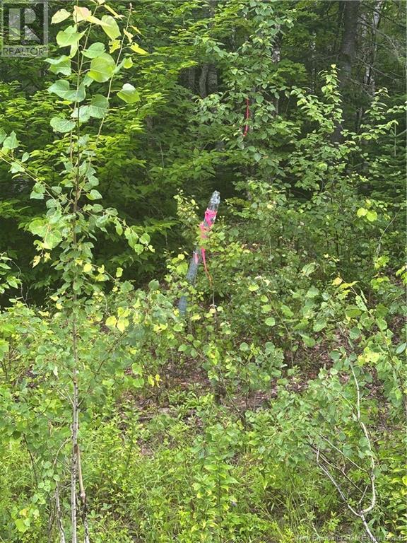 Lot 151 Bettsburg Road, Doaktown, New Brunswick