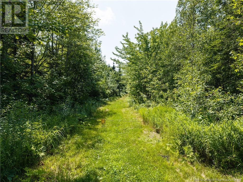 14-Hectares Woodlot - Napan, Napan, New Brunswick  E1N 5H4 - Photo 2 - NB123298
