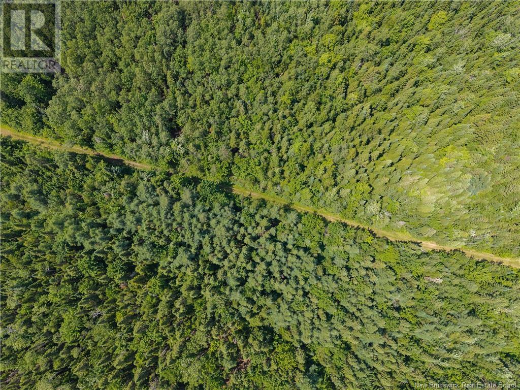 14-Hectares Woodlot - Napan, Napan, New Brunswick  E1N 5H4 - Photo 4 - NB123298