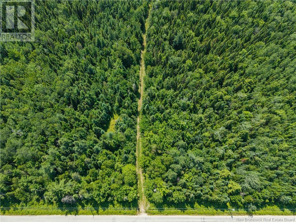 14-Hectares Woodlot - Napan, Napan, New Brunswick  E1N 5H4 - Photo 5 - NB123298