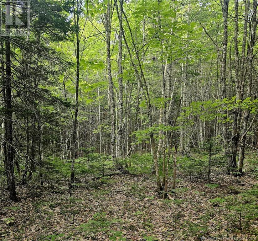 Lot 34 Off Green Road, Elgin, New Brunswick  E4Z 6L4 - Photo 15 - NB123658
